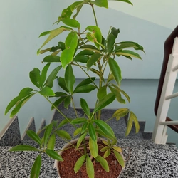 Cây ngũ gia bì, cây như hình 501665