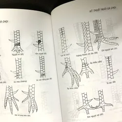 KỸ THUẬT NUÔI GÀ CHỌI 447867