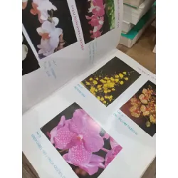 Kỹ thuật nuôi trồng hoa lan - Nhiều tác giả 124432