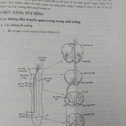 THẦN KINH HỌC  525516