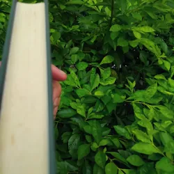 Con gái Ivan, mẹ Ivan của Valentin Rasputin  1002572