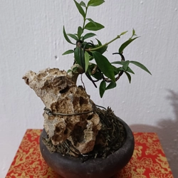 [Ảnh thật] Mai chiếu thủy siêu mini ôm đá để bàn [Bonsai mini] [Bonsai siêu mini] [Bonsai] 456176