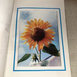 Những viên ngọc quý-Tập 1 961369