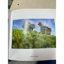 Hải âu 30 tuổi 752033