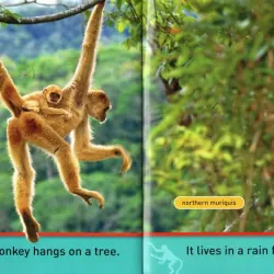 National geographic (Sách nhập) - Pre K - 30 quyển + File Mp3 759648