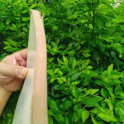 An Nam dịch ngữ do Vương Lộc giới thiệu và chú giải 1001269