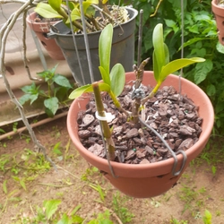 Hoa lan  phi diep 465560