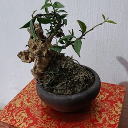 [Ảnh thật] Mai chiếu thủy siêu mini ôm đá để bàn [Bonsai mini] [Bonsai siêu mini] [Bonsai] 456176
