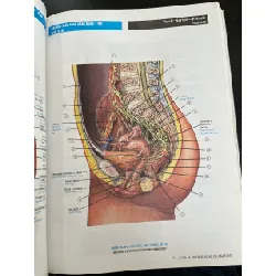 Giải phẫu người 558024