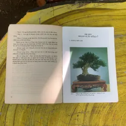  COMBO BONSAI CÂY DÁNG, THẾ VÀ NON BỘ & BONSAI CÂY KIỂNG CỔ 752666