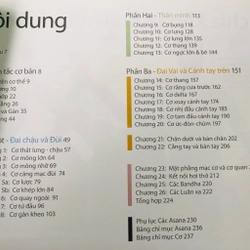 HƯỚNG DẪN VỀ GIẢI PHẪU CHỨC NĂNG TRONG YOGA CÁC CƠ CHÍNH TRONG YOGA  460439