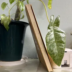 Ta đã làm chi đời ta - Vũ Hoàng Chương [90->35] 736353