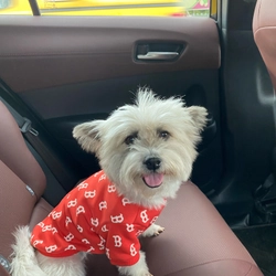 Áo Ny cho thú cưng 518376