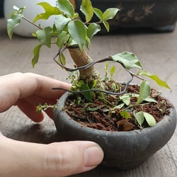 Hồng ngọc mai siêu mini [Bonsai siêu mini] [Bonsai để bàn] 462211