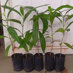 Combo 5 cây nhàu, chiều cao 25cm 504684