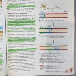 Biology in focus 313073