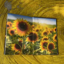 CUỐN SÁCH VÀNG - NGUYỄN KÍNH 735748