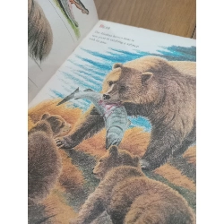 Wild animals: From Alligator to Zebra 568432