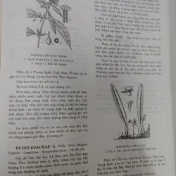 TỪ ĐIỂN THỰC VẬT THÔNG DỤNG TẬP 1 676003