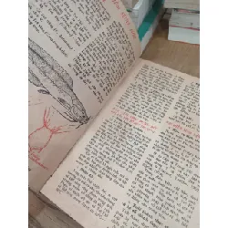 Kỹ thuật nuôi cá trê phi 706078