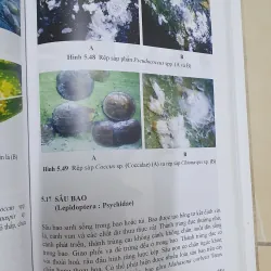 CÔN TRÙNG NHỆN GÂY HẠI CÂY ĂN TRÁI....  799628