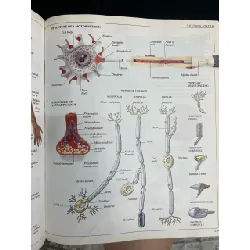 Ultimate Visual Dictionary 689415