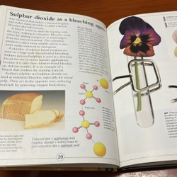 PICTURE BOOK Sulphur 536344
