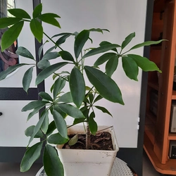 Cây ngũ gia bì, cây như hình 501665