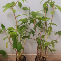 Cây mía dò - cây cát lồi (5-6 cây/chậu), như hình 502889