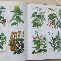 CÂY THUỐC VỊ THUỘC VIỆT NAM  931945