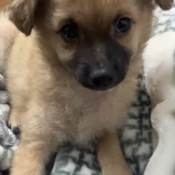 Dế mèn phiêu lưu ký song ngữ 958013