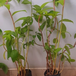 Cây mía dò - cây cát lồi (5-6 cây/chậu), như hình