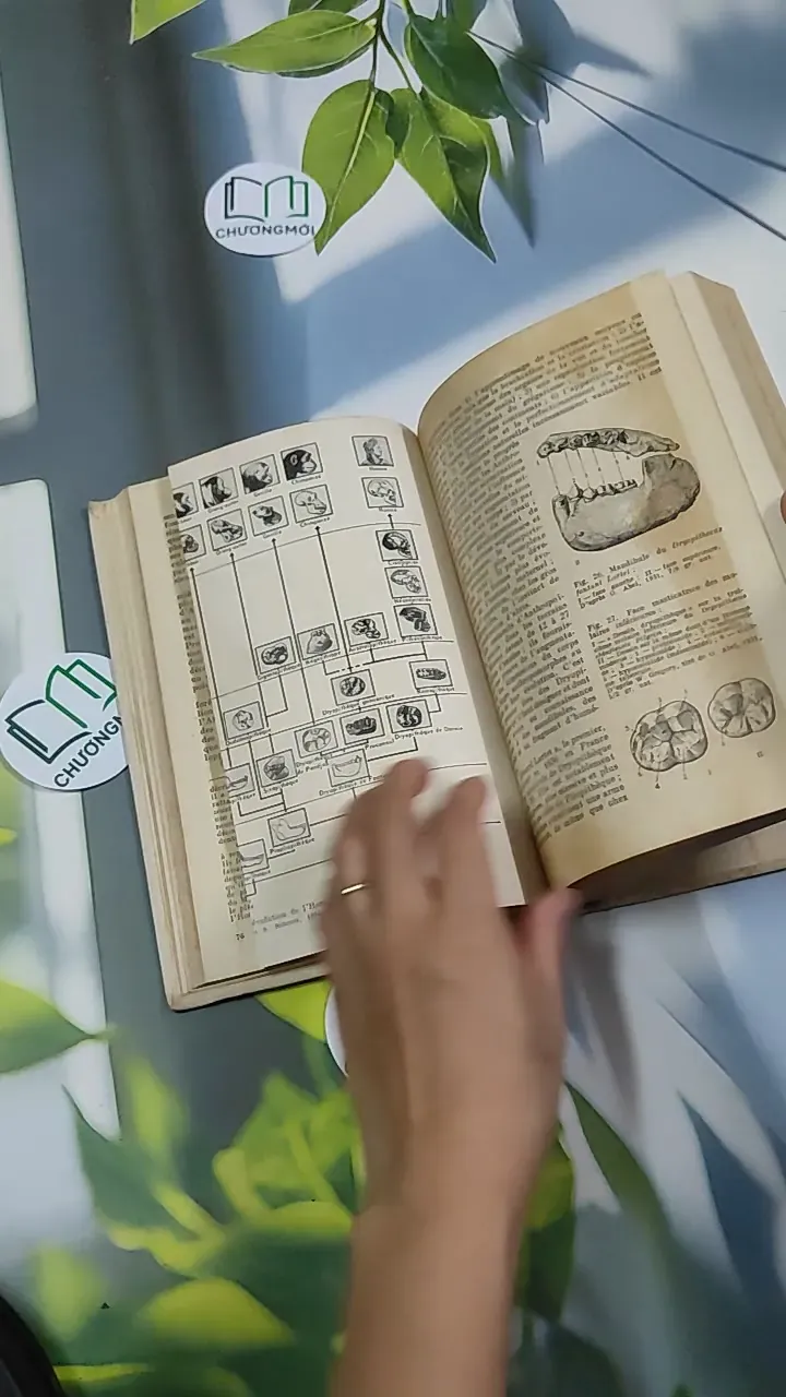 [MIỄN PHÍ BỌC SÁCH] L'Origine de l'Homme - Mikhail Nesturkh 750827