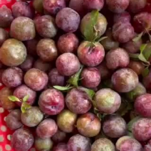 Mận hậu Sơn la 1009973