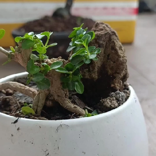 Sam hương ôm đá siêu mini