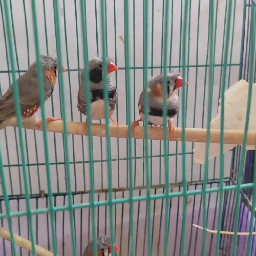 Chim manh manh Nhật trống bông cúc tóc xù - tuổi sinh sản - khoẻ mạnh