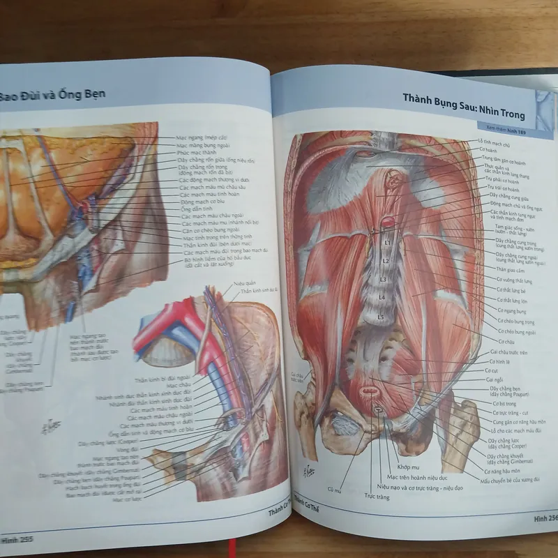 Atlas Giải Phẫu Người (Ấn Bản Lần Thứ 5) - Frank H. Netter, MD 570689