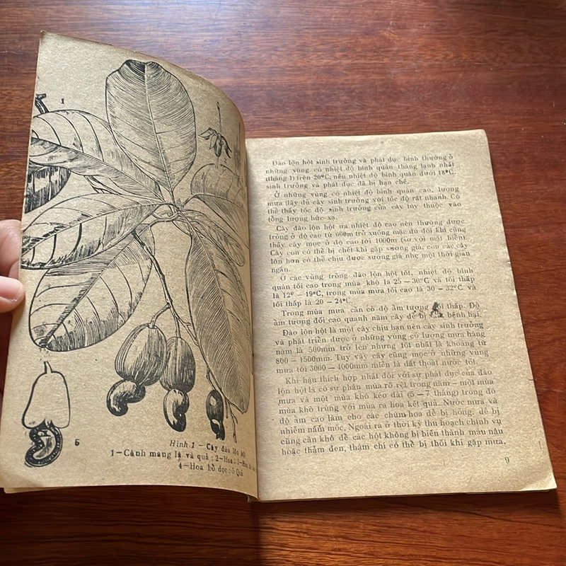 II Sách Xưa: Cây Đào Lộn Hột (Cây Điều) - Phạm Đình Thanh, Nguyễn Bội Quỳnh - 1983 504414