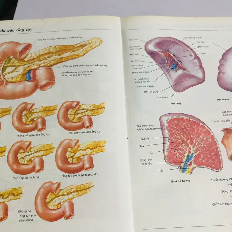 1. ATLAS GIẢI PHẪU NGƯỜI  565267