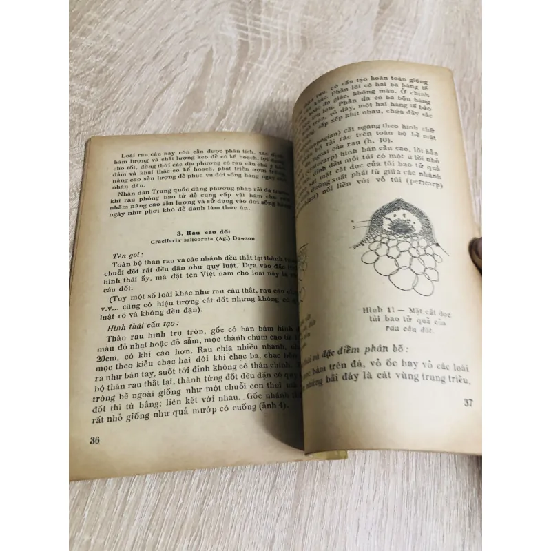 RAU CÂU, nxb 1969 956942