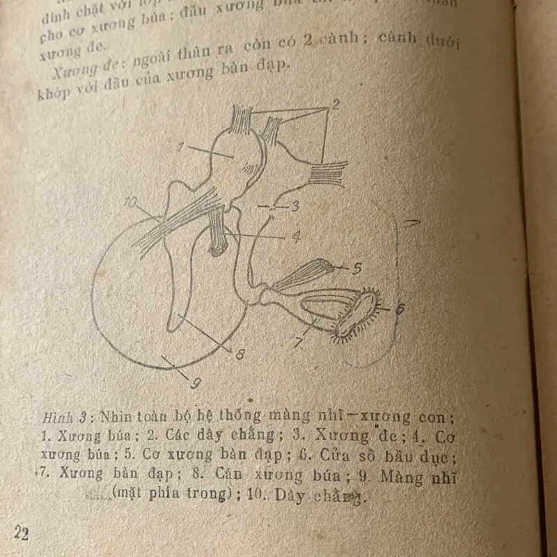 Vấn đề hồi phục chức năng cho người điếc, Phạm Kim 709412