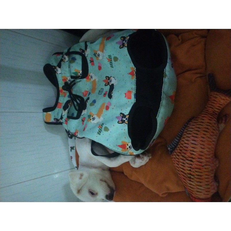 Địu thú cưng xanh corgi, size 2XL, hàng like new 11064