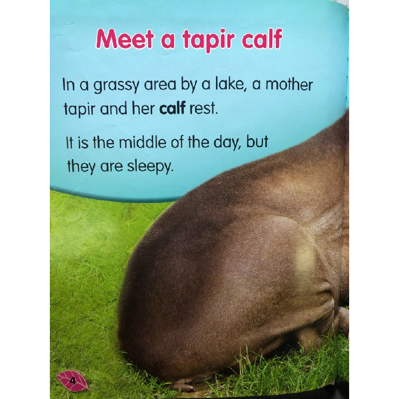 South American Tapirs BÌA CỨNG mới 85% bẩn nhẹ Rachel Lynette HPB2607 NGOẠI VĂN 351719