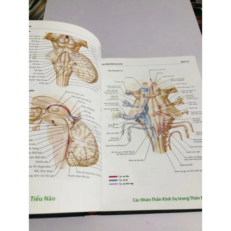 ATLAS GIẢI PHẪU NGƯỜI 6 695043