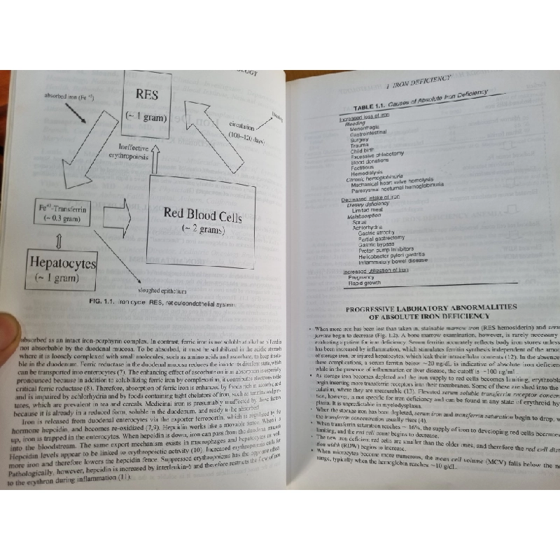 THE BETHESDA HANDBOOK OF CLINICAL HEMATOLOGY (2ND EDITION) - GRIFFIN RODGERS & NEAL YOUNG 120194