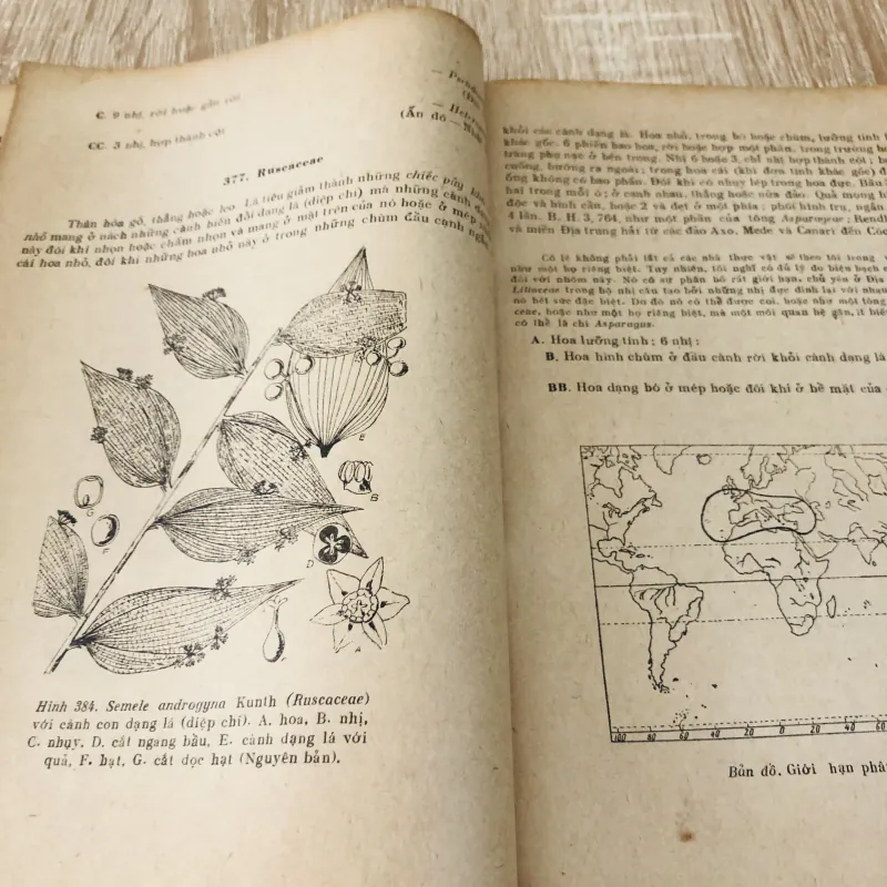 NHỮNG HỌ THỰC VẬT CÓ HOA ( Tập 2) - Cây một lá mầm 956971