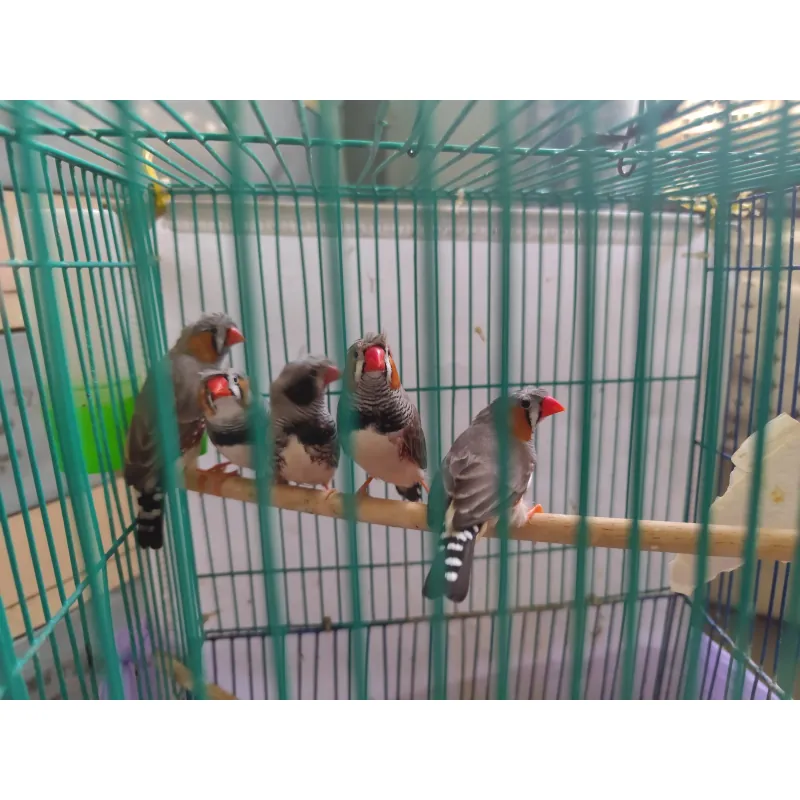 Chim manh manh Nhật trống bông cúc tóc xù - tuổi sinh sản - khoẻ mạnh 994747