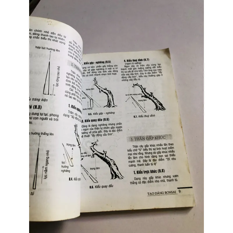 TẠO DÁNG BON SAI 719432