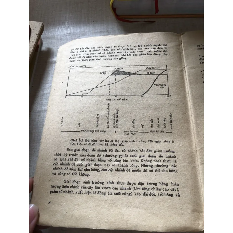 Những kiến thức cơ bản của khoa học trồng lúa 975867