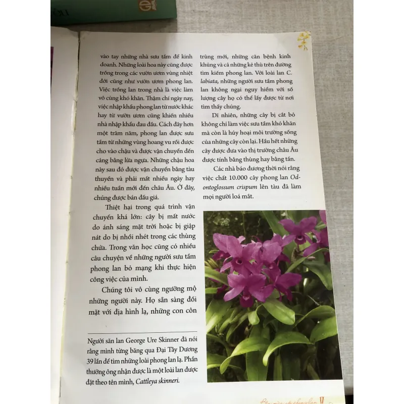 Bốn mùa với phong lan 778942